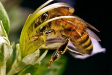 Строительство «зеленых шоссе» для пчел для сохранения жизненно важных опылителей